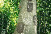 Toraja, Kindergraeber im Baum (C) Anton Eder