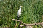 RUMÄNIEN RUNDREISE MIT DONAUDELTA