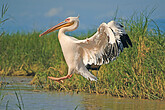 Pelikan am Chamosee (C) Mag. Peter Brugger