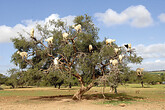 Arganbaum mit Ziegen (C) Elisabeth Kneissl-Neumayer