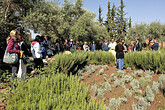 bioaromatischer Garten Nectarome (C) Elisabeth Kneissl-Neumayer