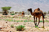 Zagora, Foum Zguid (C) Anton Eder