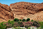 In der Amellago-Schlucht, Oleander © Anton Eder