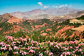 Tichka-Pass, Marrakesch, Oleander (C) Anton Eder