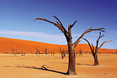 Dead Vlei (C) Alamy Stock Photo