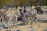 Zebras im Etoscha-NP (C) Nadine Ebner