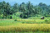 Reisfelder mit Palmen (C) Anton Eder