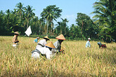 Frauen beim Reis ernten (C) Anton Eder