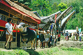 Toraja, Fest-Umzug mit Bueffel (C) Anton Eder