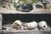 Toraja, Totenschaedel mit Katze (C) Anton Eder