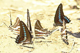 Schmetterlinge (C) Anton Eder
