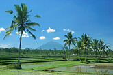 Reisfelder mit Agung Vulkan (C) Anton Eder