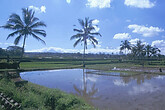 Reisfelder mit Agung Vulkan (C) Anton Eder