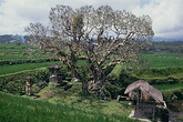 Frangipani Baum bei Quelle (C) Anton Eder