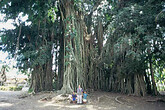 Banyan Baum in Keliki (C) Anton Eder