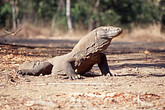 Komodo Waran (C) Anton Eder