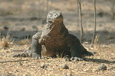 Komodo Waran (C) Anton Eder