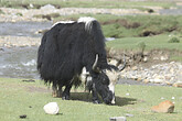 Fahrt Lhasa - Nam Tso (C) Anton Eder