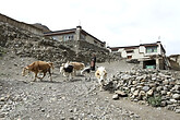 Tsetang, Gyantse, Haeuser entlang des Weges (C) Anton Eder