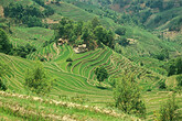 Yuanyang, Reisterrassenfelder (C) Anton Eder