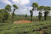 Xishuangbanna, Teefelder (C) Anton Eder