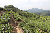 Xishuangbanna, Teefelder (C) Anton Eder