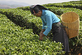 Xishuangbanna, Teepflueckerin (C) Anton Eder