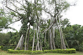 Banyanbaum in Daluo (C) Anton Eder