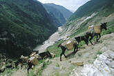 in der Tigersprung-Schlucht im Yangzi-Tal (C) Anton Eder