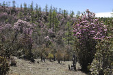 Rhododendron, Fahrt Richtung Zhongdian (C) Anton Eder