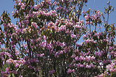 Rhododendron, Fahrt Richtung Zhongdian (C) Anton Eder