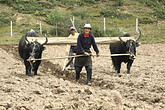 Landwirtschaft in Zhongdian (C) Anton Eder
