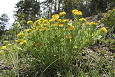 Hochgebirgs-Blumen (C) Anton Eder