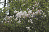 Hochgebirgs-Blumen, Azaleen (C) Anton Eder