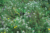 Blumen des Hochgebirges, Edelweiss (C) Anton Eder