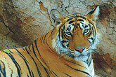 Tigerin im Ranthambore NP (C) Christian Kneissl
