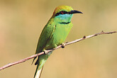 Smaragdspint im Kanha NP (C) Christian Kneissl