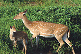 Axishirsche im Kanha NP (C) Christian Kneissl