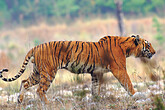 Tiger im Corbett NP (C) Christian Kneissl