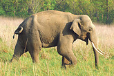 Elefant im Corbett NP (C) Christian Kneissl