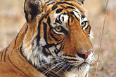 Tigerin im Ranthambore NP (C) Christian Kneissl