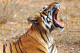 Tigerin im Ranthambore NP (C) Christian Kneissl