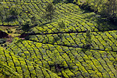 Teeplantagen bei Munnar (C) Mag. Guenter Gruener