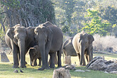 Elefanten in Nagarhole (C) Chaithanya - stock.adobe.com
