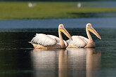 Pelikane im Donaudelta © Christian Kneissl
