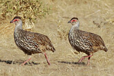 Clappertons Francolin (C) Anton Eder