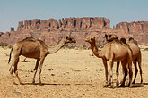 Kamele im Ennedi (C) Anton Eder