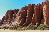 Kamele gehen zum Guelta im Waddi Archei (C) Anton Eder