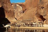Kamele beim Guelta im Waddi Archei (C) Anton Eder