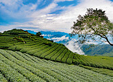 Teelandschaft Alishan (C) Ryusuke Komori - stock.adobe.com 